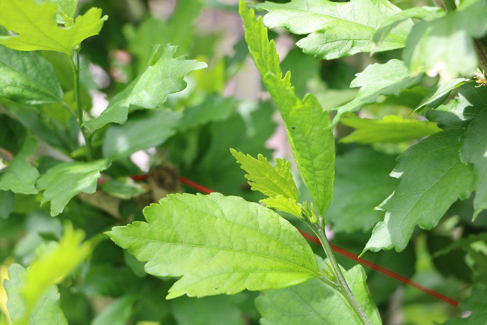 Hibiskusstrauchblätter