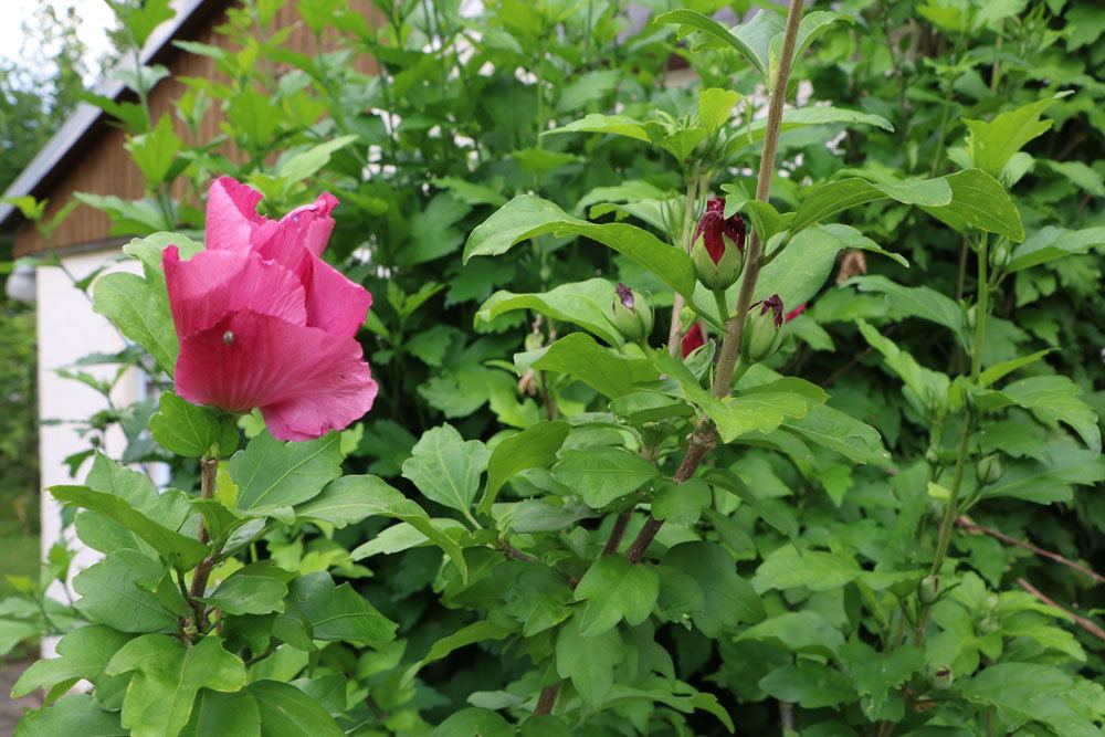 Hibiskusstrauch im Garten