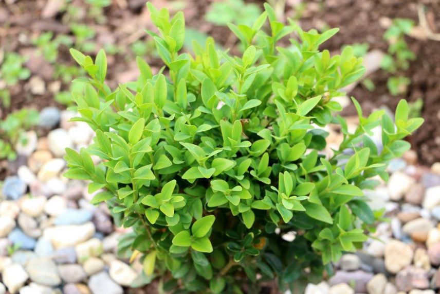 16 immergrüne Schattenpflanzen für Garten und Balkon