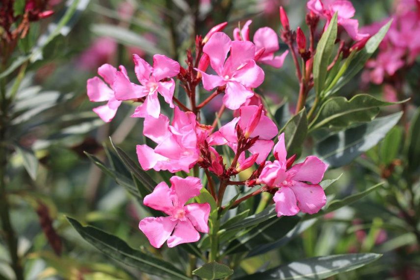 Ist Oleander Giftig Für Hunde hortica.de