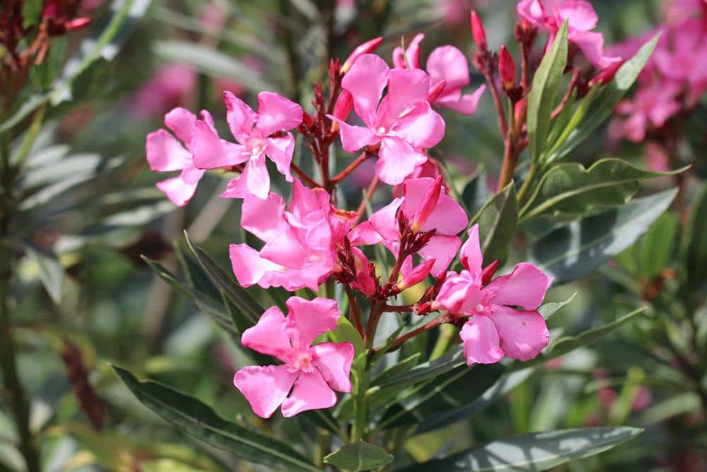 Oleander, Nerium oleander