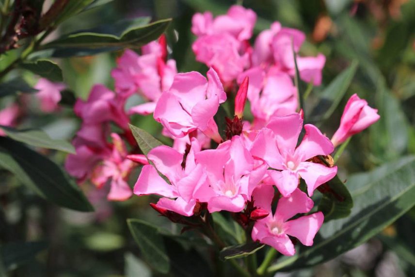 Wunderschne Ist Der Oleander Winterhart Fotos