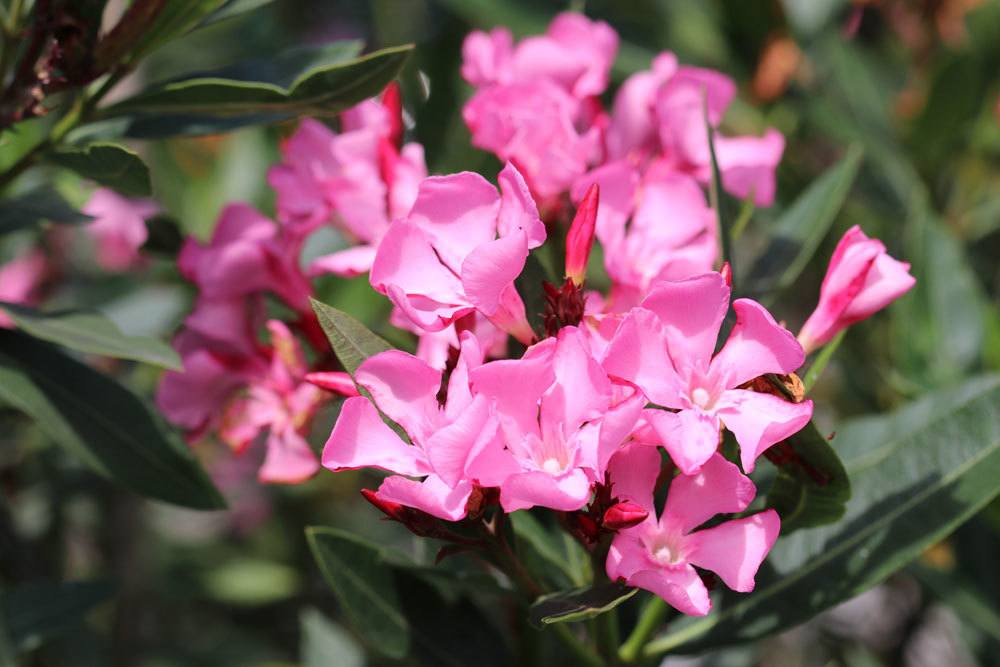 Oleander ist ein üppig blühender Strauch