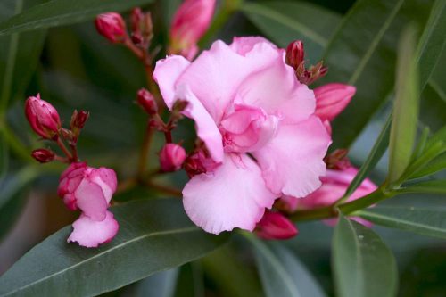 Oleander kann allergische Hautreaktionen hervorrufen