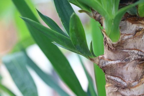 Yucca Palme