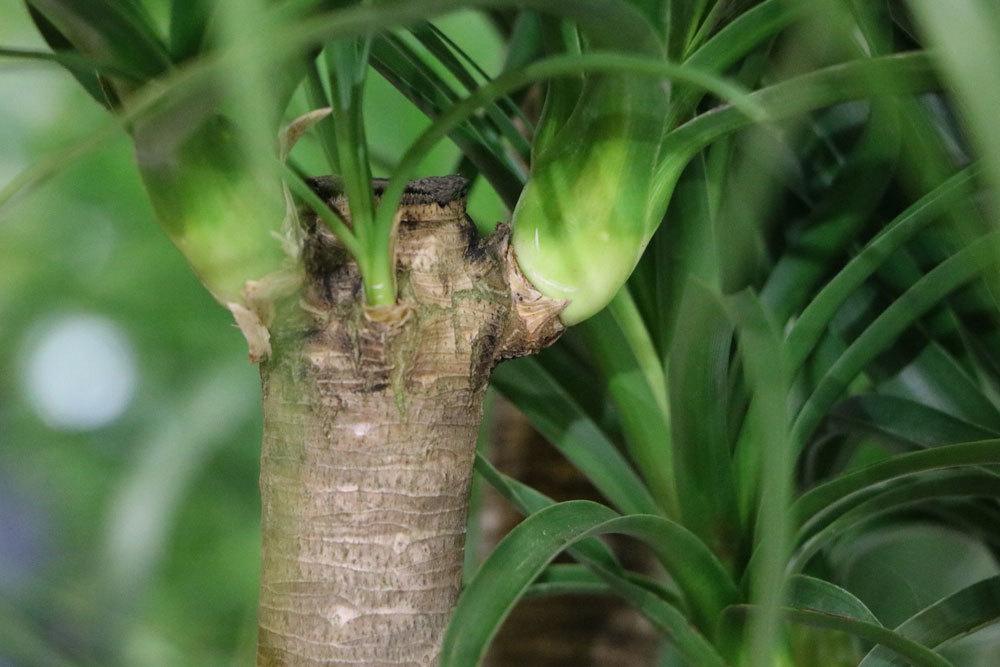 Yucca-Palme im Freien überwintern