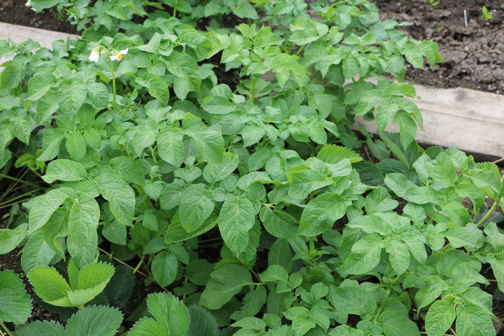 Kartoffelpflanzen im Garten