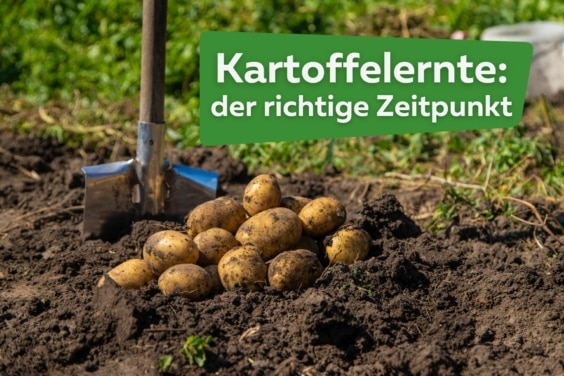 Kartoffelernte der beste Zeitpunkt Titel