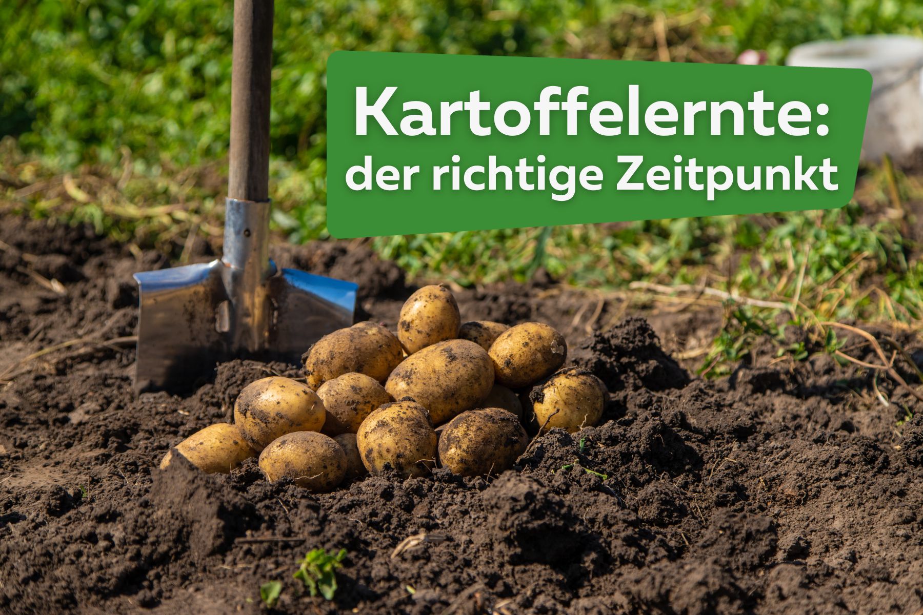 Kartoffelernte der beste Zeitpunkt Titel