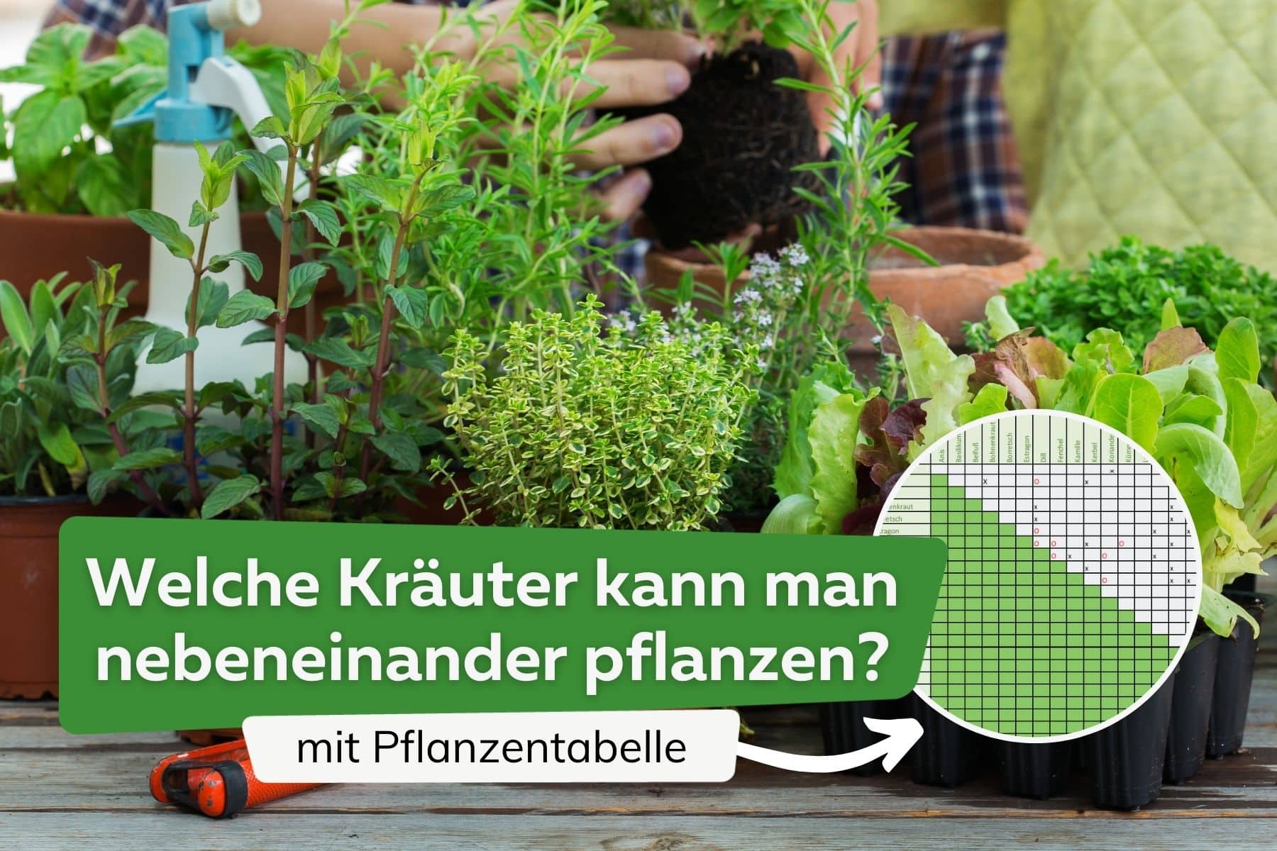 Welche Kräuter passen zusammen Titel