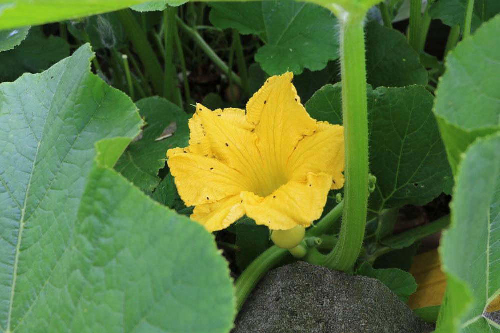 Cucurbita, Kürbisse, Kürbisblüte