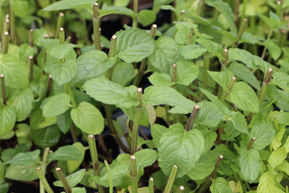 Pfefferminze im Gartenbeet