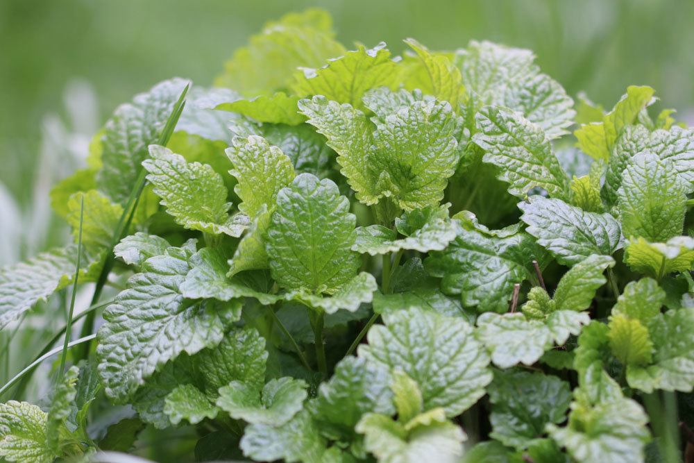 Zitronenmelisse im Garten