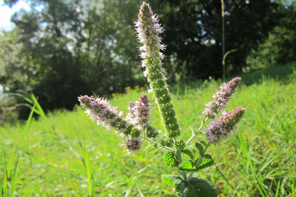 blühende Zitronenmelisse