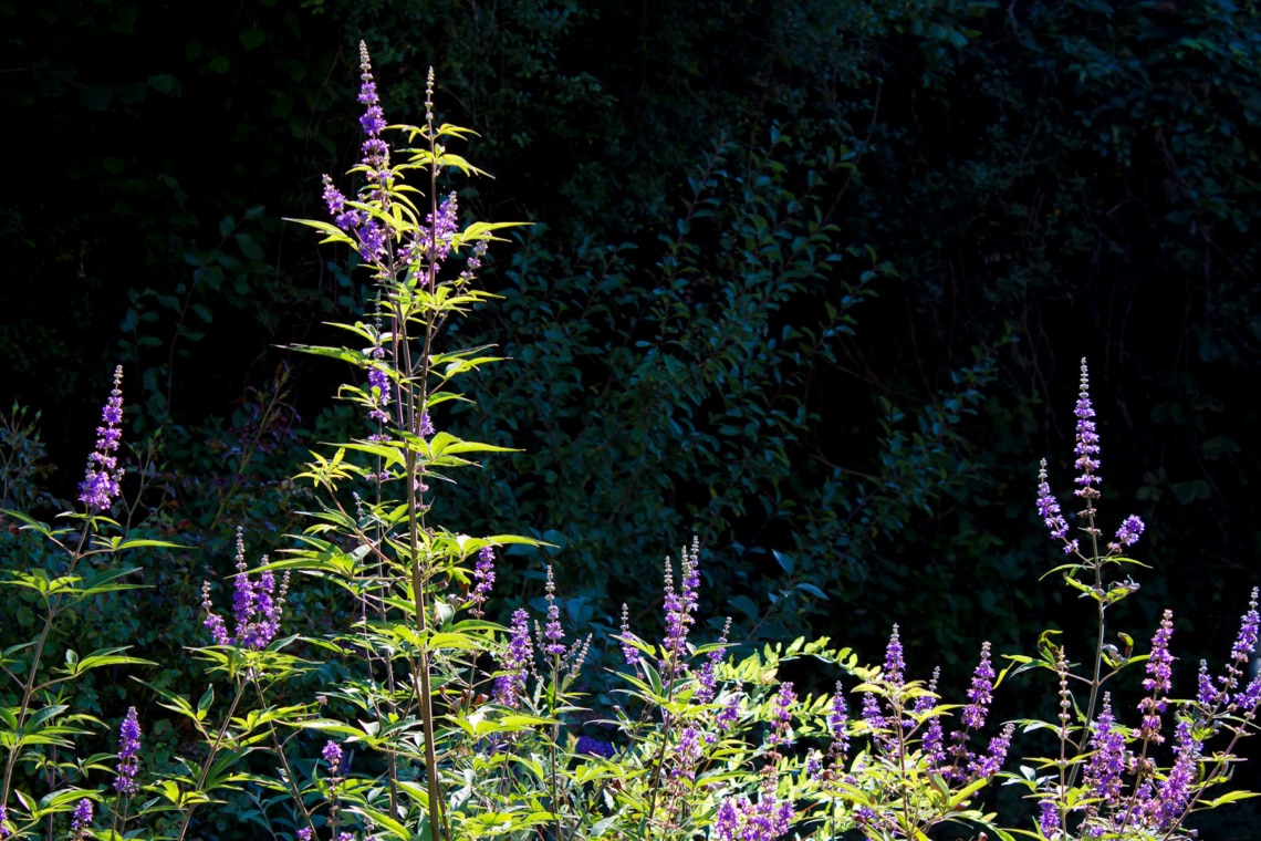 Mönchspfeffer (Vitex agnus-castus)