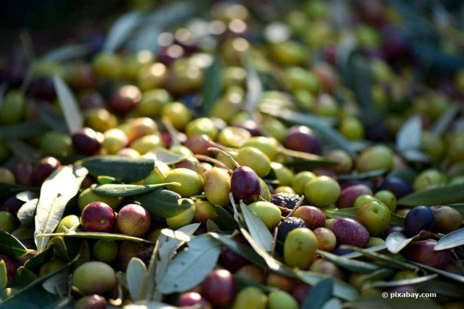 Olivenbaum düngen Die besten Hausmittel zur