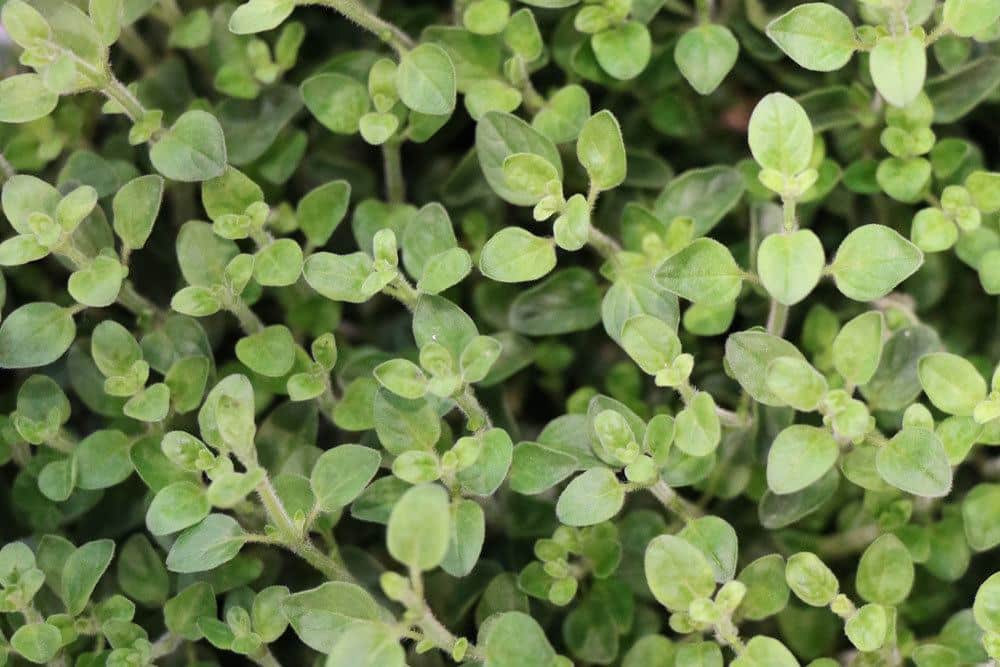 Oregano gehört zur mediterranen Küche