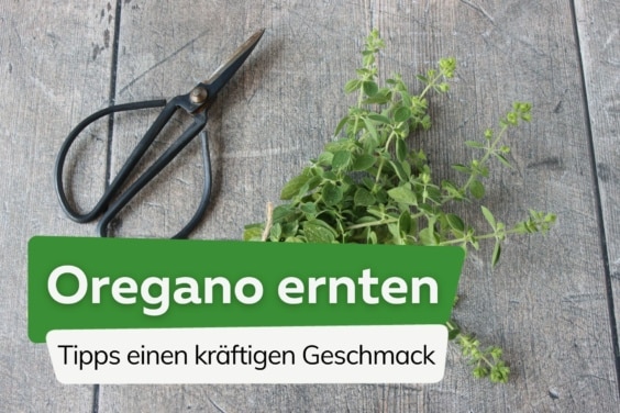 Oregano ernten Titel