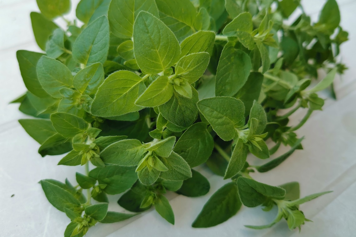 Oregano (Origanum vulgare)