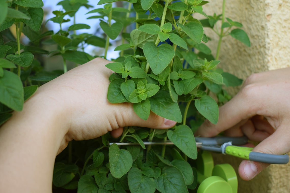 Oregano (Origanum vulgare) ernten mit einer Schere