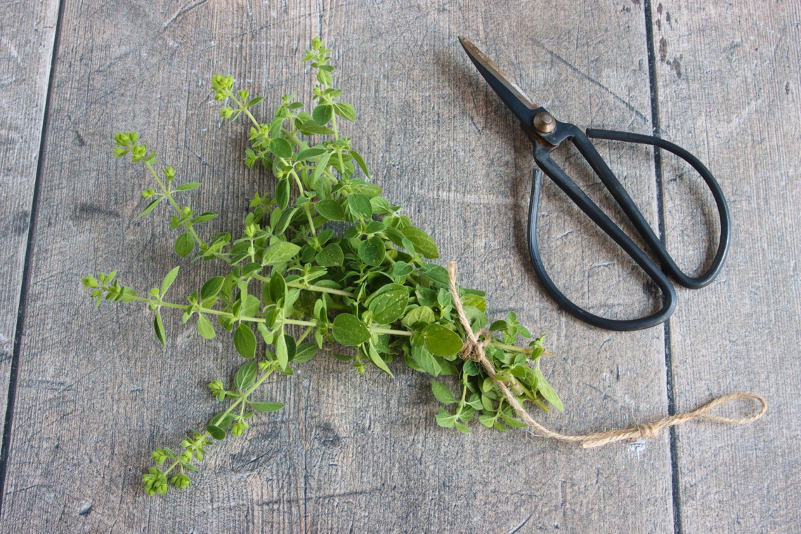 Oregano (Origanum vulgare) abgeschnitten und gebündelt mit Schere