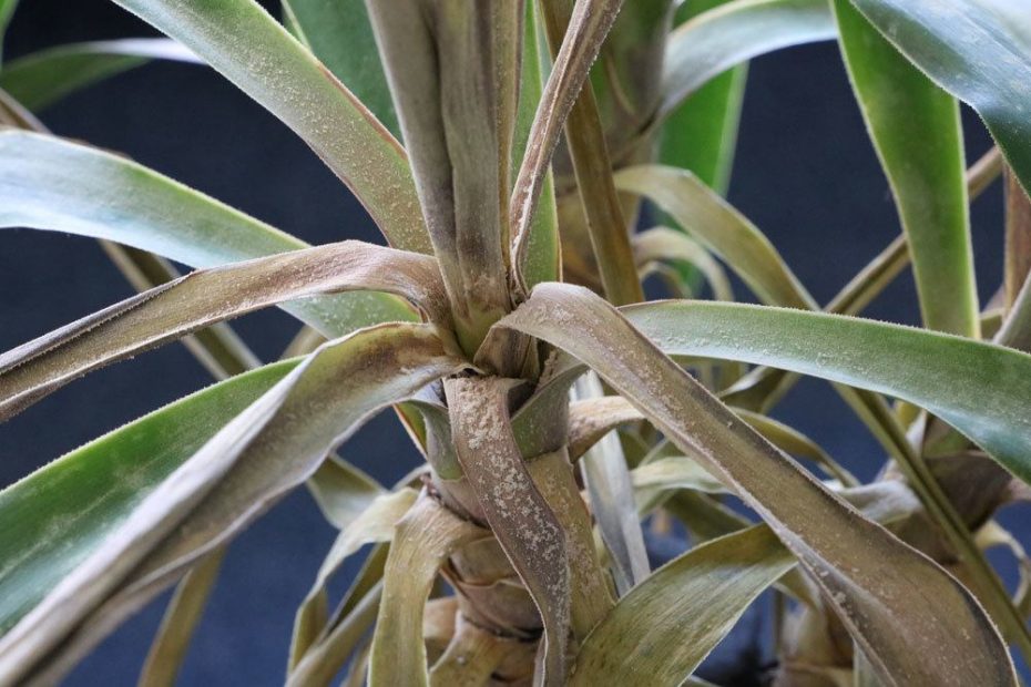 Yucca-Palme hat gelbe Blätter/braune Flecken - was hilft?