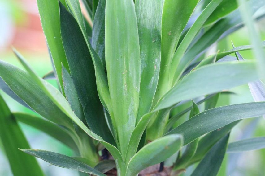 RiesenPalmlilie, Yucca elephantipes Pflege der beliebten Zimmerpflanze