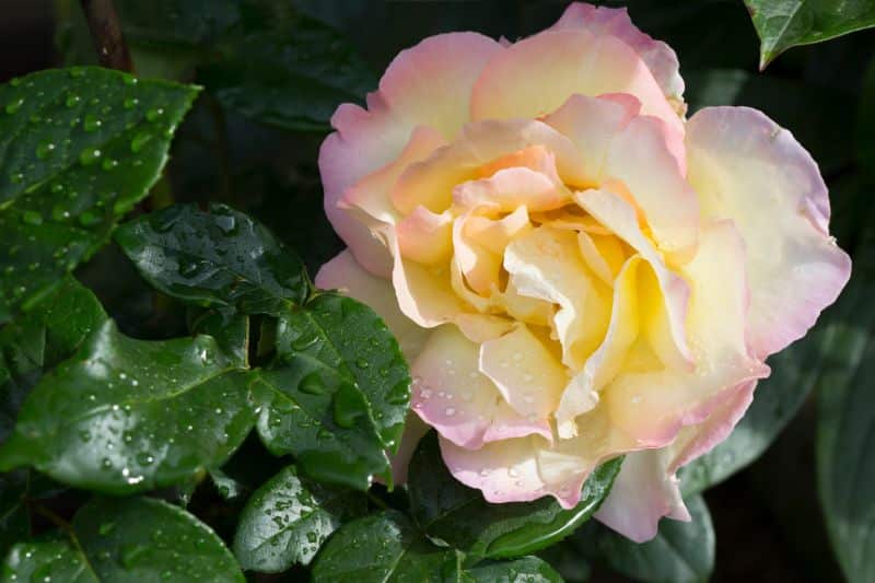 Rose 'Gloria Dei'