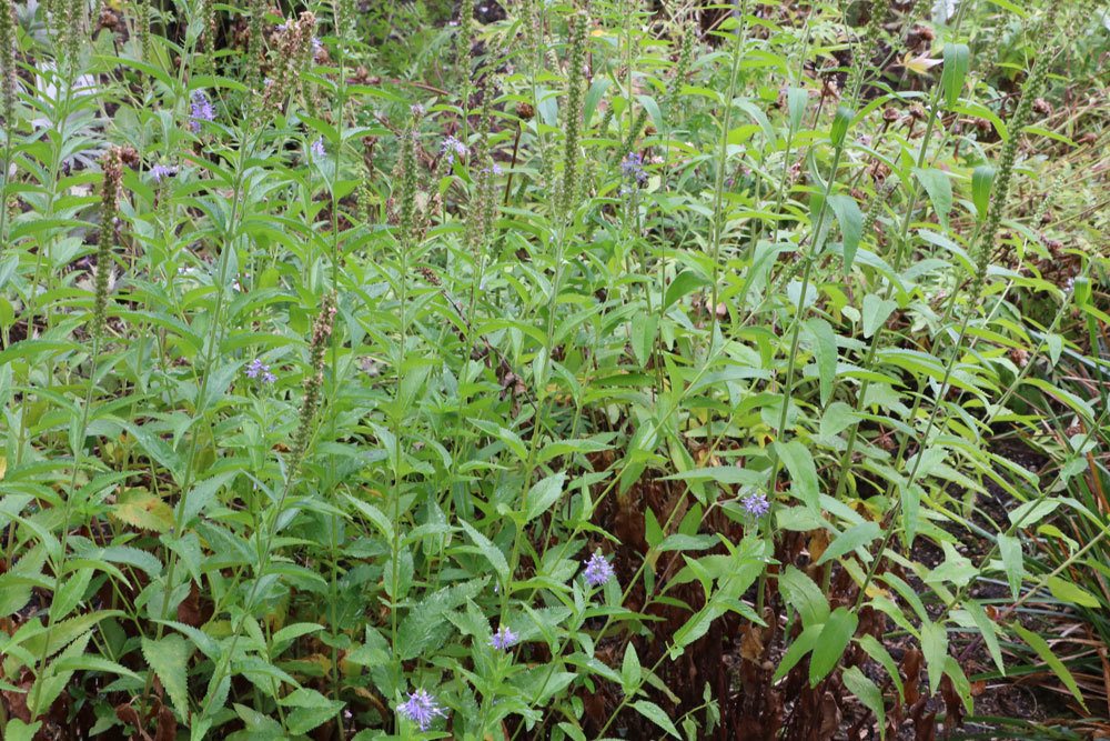 Strauchveronika, Hebe, Veronica Pflanze