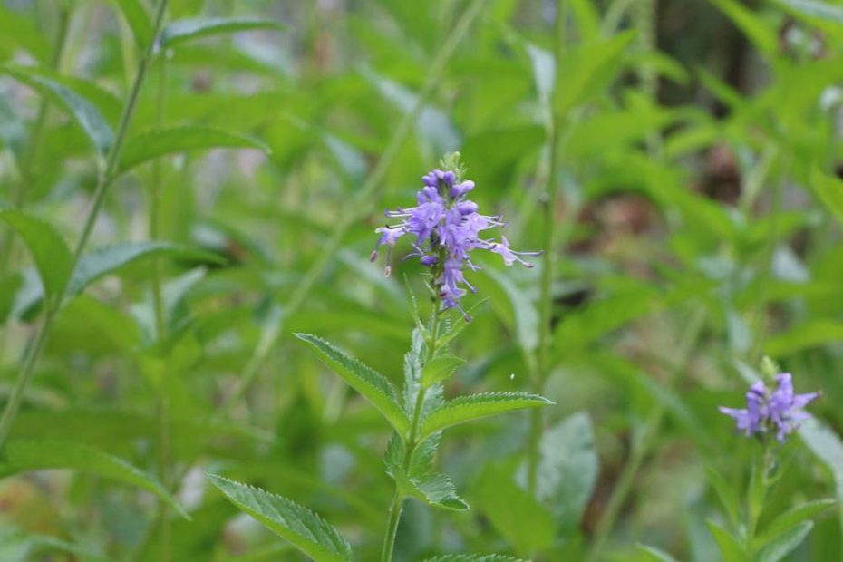Strauchveronika, Hebe, Veronica Pflanze Sorten und PflegeAnleitung