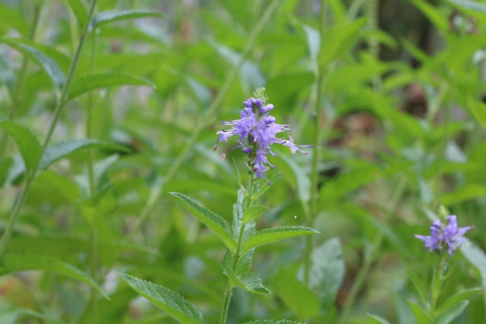 Strauchveronika, Hebe ist für Garten, Balkon, Räume und Terrasse geeignet