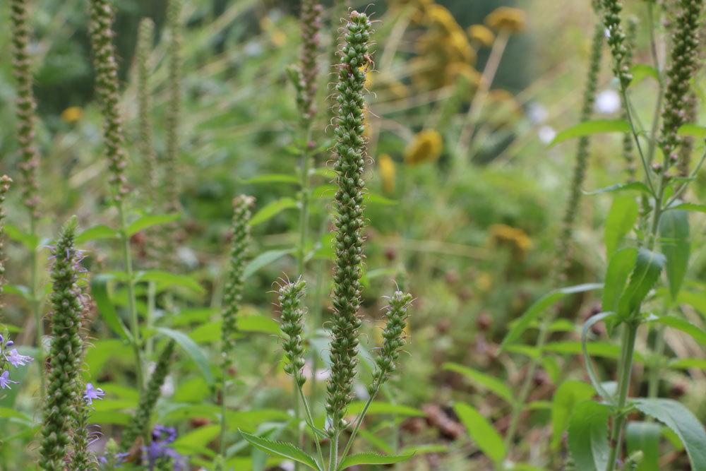 Strauchveronika, Hebe mit achselständigen Blütentrauben