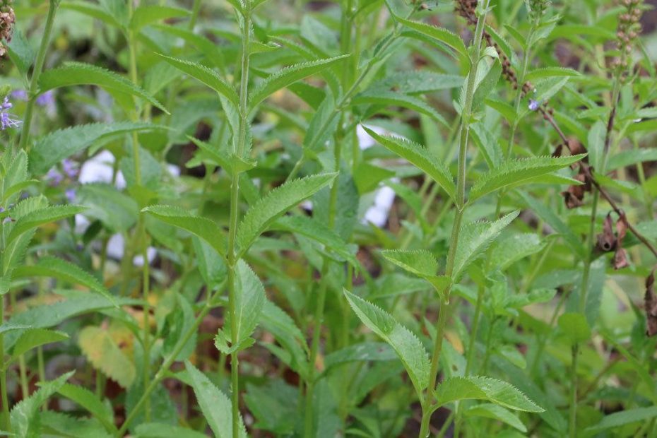 Strauchveronika, Hebe, Veronica Pflanze Sorten und PflegeAnleitung