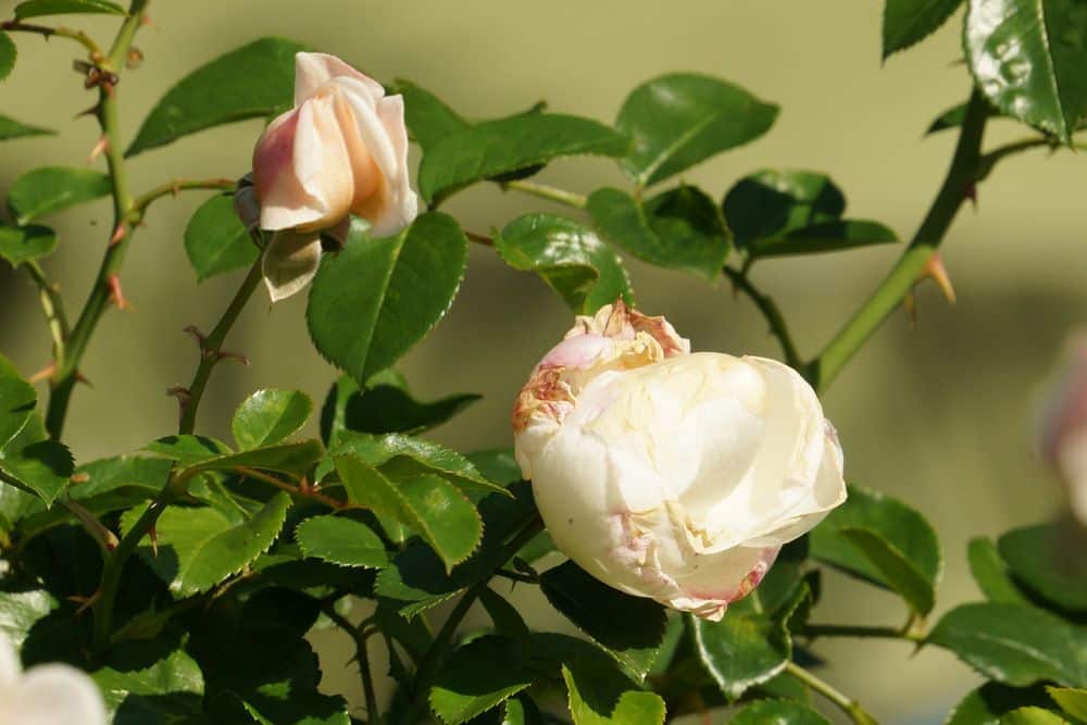 Verblühtes anschneiden damit Rosen neue Blüten entwickeln