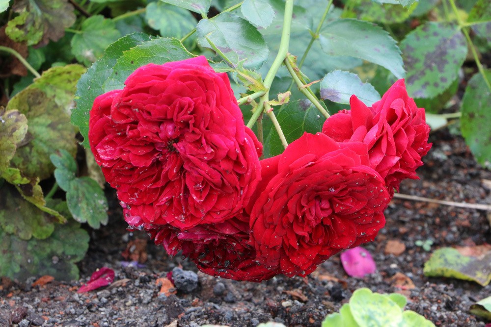 verblühte Rosen richtig abschneiden