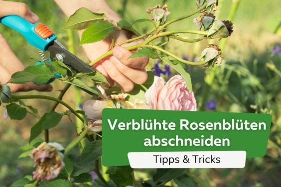 Verblühte Rosenblüten abschneiden Titel