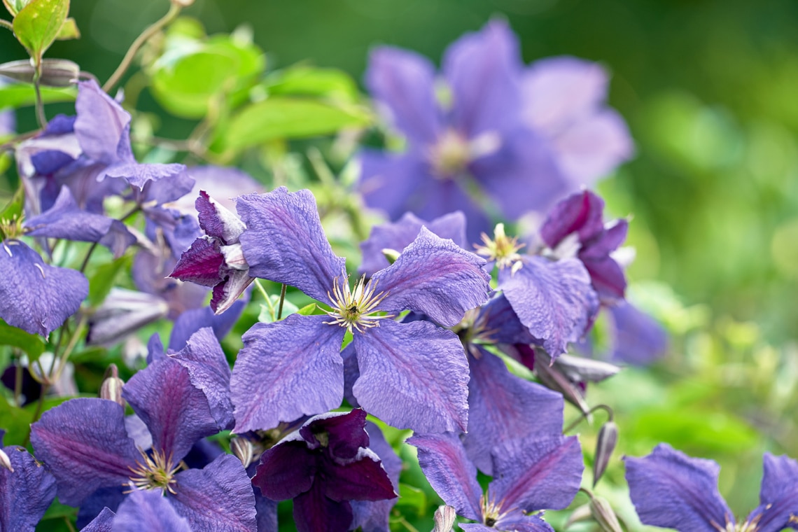 Waldrebe - Clematis 'New Love' (Clematis)