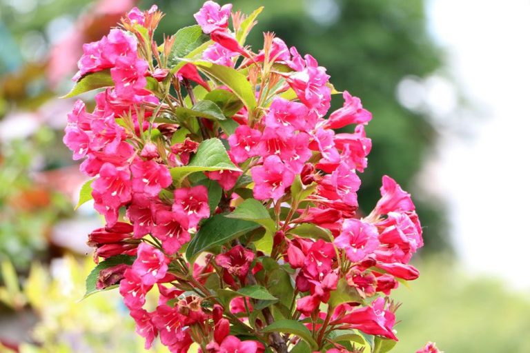 Weigelie, auch Glockenstrauch im Garten