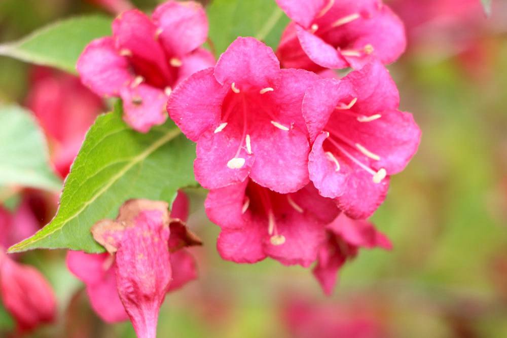 Weigelie mit glockenförmigen Blüten