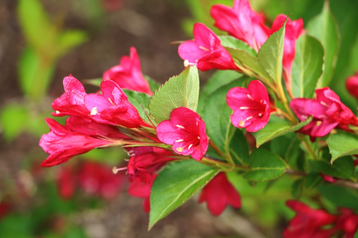 Weigelie 'Bristol Ruby' 
(Weigela)