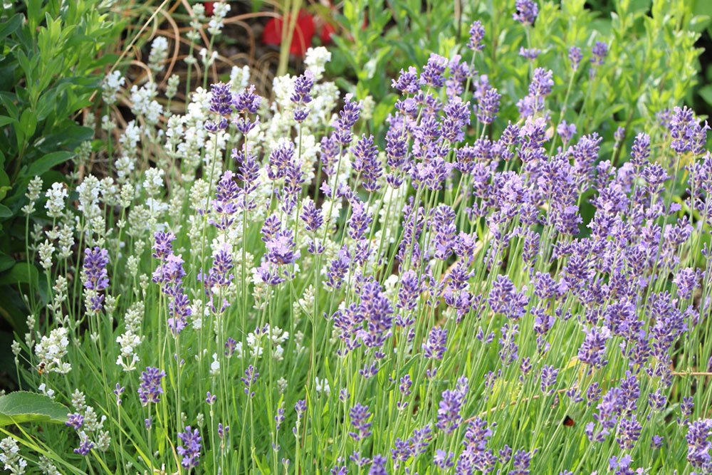 Lavendel ist eine kalkliebende Pflanze