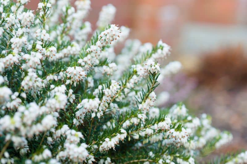 Winterheide 'White Perfection' (Erica darleyensis)