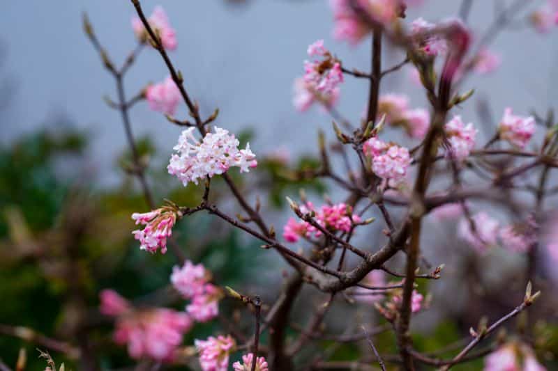 Winterschneeball (Viburnum bodnantense)