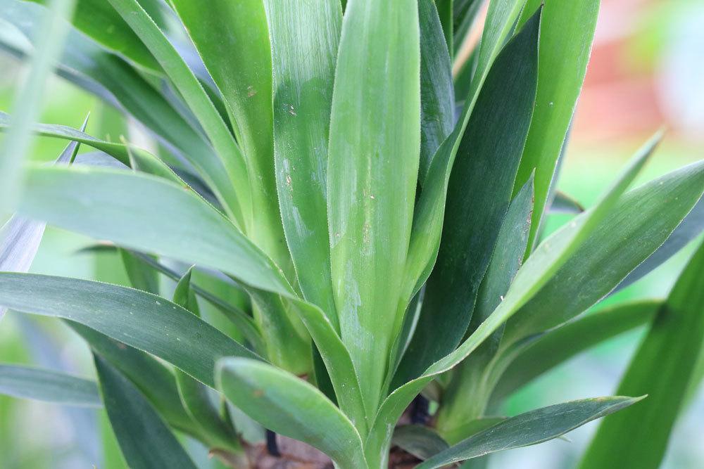 Yucca-Palme fachgerecht kürzen