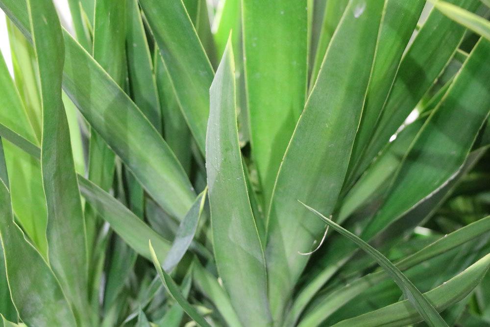 Yucca-Palme mit ihren spitz zulaufenden Blättern