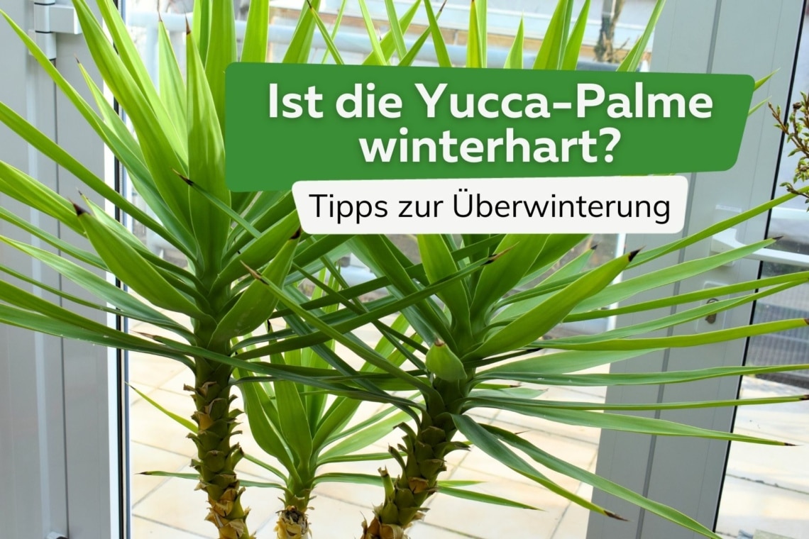 Yucca-Palme überwintern Titel