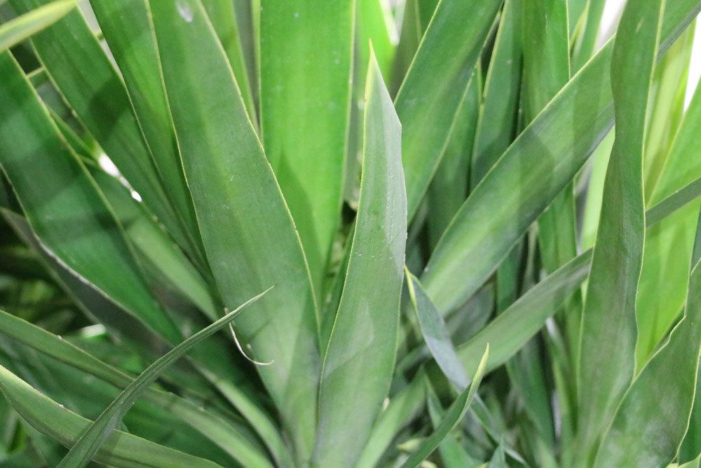 Yucca-Palme mit ihren grünen, gesunden Blättern