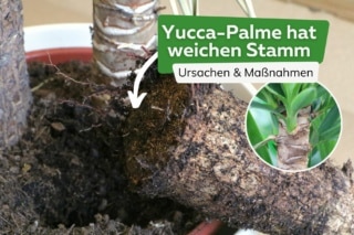 Yucca-Palme hat einen weichen Stamm - das fehlt Ihrer Palmlilie