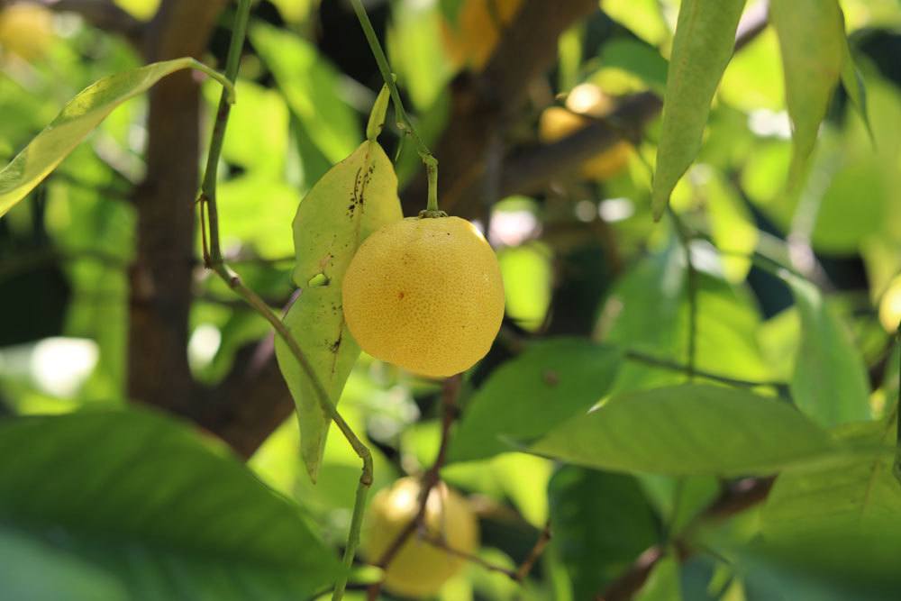 Zitronenbaum mit gelber Zitronenfrucht