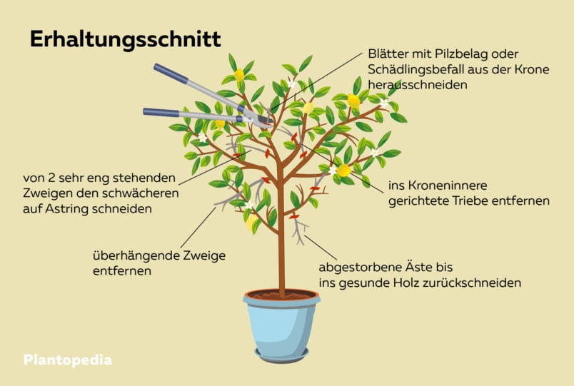 Zitronenbaum schneiden Erhaltungsschnitt